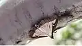Specimen during rain