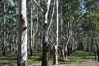 Box Wood plantation in Box Hill