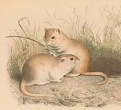 Drawing of brown gerbils