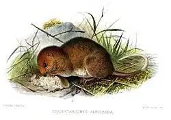 Drawing of brown rodent