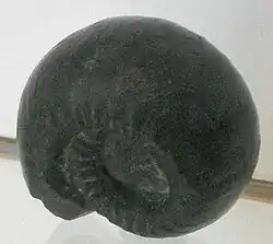 Gastrioceras fossil (ammonoid: coiled-shell swimming animal).