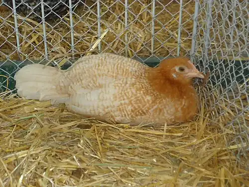 Chamois pullet