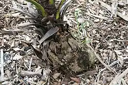 Trunk