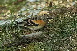 Brambling, Montevecchia, Lombardy