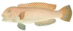 Branchiostegus argentatus
