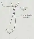 Splenius and Semispinalis