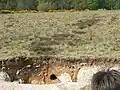 Breckland soil excavation