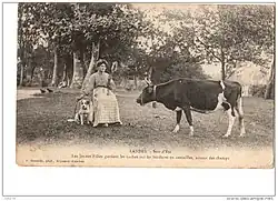 Bretonne Pie Noir cow in Landes