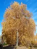 Tree in autumn