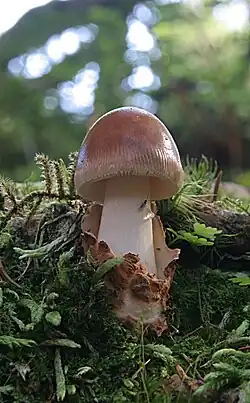 Amanita fulva in Norway