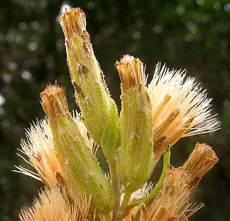 Brickellia dentata flowering and fruiting heads