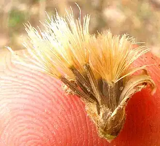 Brickellia dentata fruiting head showing cypselae topped with bristles