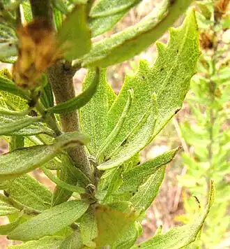 Brickellia dentata stem and leaves with toothed margins