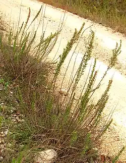 Brickellia dentata growing on steep, rocky slope above roadcut