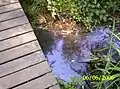 A view of a creek from a small footbridge