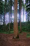 A tree in a forested area