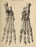 Anterior and posterior views of the right hind foot, from Tor Bryan Caves near Torquay, now kept in British Museum.