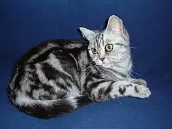 Black silver classic tabby