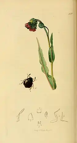 Aspidophorus orbiculatus (illustration)