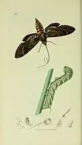Illustration from John Curtis's British Entomology Volume 5, possibly the only British record for this species