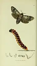 Illustration from John Curtis's British Entomology Volume 5