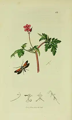 Figure plate in color with hand drawn illustrations of a moth (Chrysoclista linneella) and a plant with a flower (Geranium robertianum).