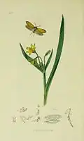 Illustration from John Curtis's British Entomology Volume 6