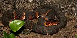 Broad-banded watersnake (Nerodia fasciata confluens), Austin County, Texas
