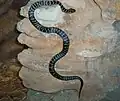 Broad-headed snake