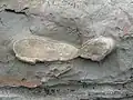 Cross-section of concretion snapped off at cliff wall