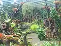 The Yuen-Peng McNeice Bromeliad Collection