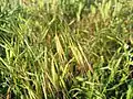 barren brome B. sterilis