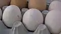 Abnormal granulations on shell