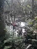 Brooker Creek nature walk