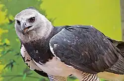 The harpy eagle (Harpia harpyja) was declared the national bird of Panama on April 10, 2002.[113]
