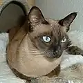 Black mink Tonkinese