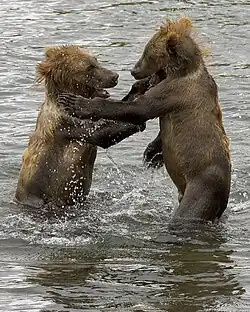 Playing bear cubs