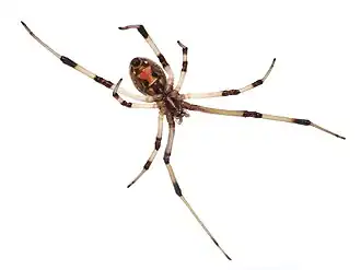 Ventral side of a L.&nbsp;geometricus displaying the hourglass marking