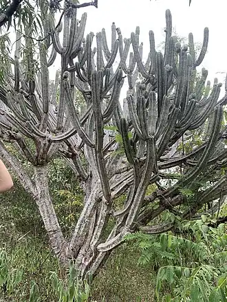 Habitat in San Agustin, Peru