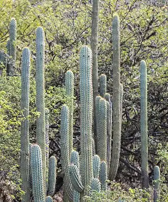 Plant growing in Surcubamba, Peru