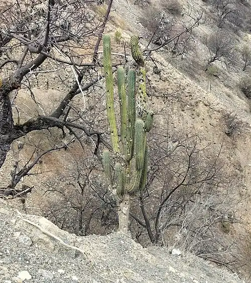 Habitat in Socos, Peru