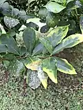 Leaves