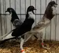 Group