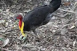 Male Australian brushturkey at Mount Coot-tha, Queensland