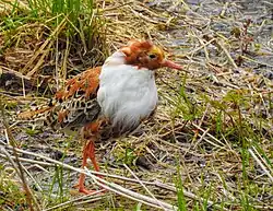 Brushane_Ruff_(20324184796)