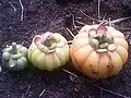 Stages of ripeness