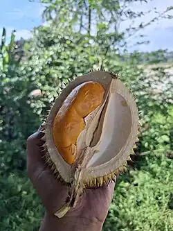 Durio kutejensis fruit