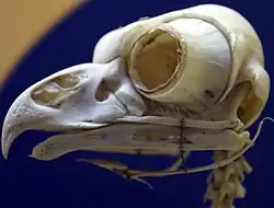 Great horned owl (Bubo virginianus), showing tubular scleral rings typical of owls
