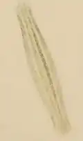Cocoon