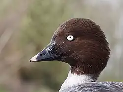 Female portrait